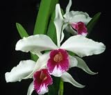Laelia purpurata var atropurpurrea x self