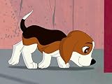 Doggie Day!