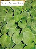 Amazon / Hirts: Perennials; Hosta: Mini Mouse Ears Hosta Collection - Shade Perennials - Potted
