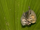 Two Tent-Making Bats Huddle Together Under Palm (Artebius Watsonii) Photographic Poster Print by Roy Toft, 32x24