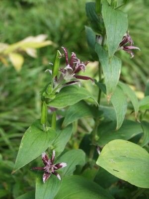 Pflanzenset: 3 x Tricyrtis hirta - Krötenlilie