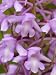 Fragrant Orchid Flower Cotswolds, UK Premium Poster Print by Ross Hoddinott, 24x32