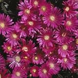 Delosperma John Proffitt - 8 Perennial Ice Plants