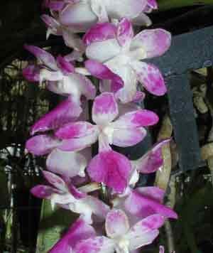 Aerides multiflorum 55S