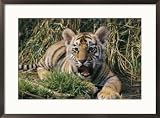 A young tiger lays in the grass with an open mouth Framed Art Poster Print by Roy Toft, 29x21