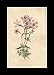 Reprint Fine-leaved Phlox, Moss Phlox, Mountain Phlox, Moss Pink 1798