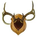 Walnut Hollow Country Deluxe Antler Display Kit, Pine