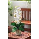 Shopzeus USA zeusd1-CALA-4269896 Single Stem Phalaenopsis Silk Orchid Arrangement