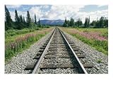 Alaska Railroad Tracks Lined on Either Side by Pink Fireweed Subject Photographic Poster Print by Rich Reid, 16x12