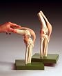 Functional Knee Joint Human Anatomy Model