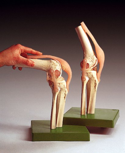 Functional Knee Joint Human Anatomy Model