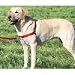 Premier - Easy Walk Harness - Medium-Large, Red Tweener