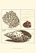 Shell Classification III - Vision studio Art Print Poster 13 x 19
