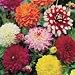 XL VALUE - Dahlia Decorative Mix Tubers (5 in Pack)