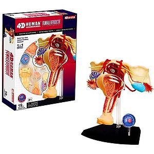Tedco Human Anatomy - Female Reproductive System Model