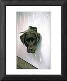 Framed Prints of Chocolate Labrador from Rspca