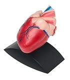 Heart Model