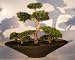 Bonsai Boy's Artificial Cedar Bonsai Tree - Group Planting<br> Bonsai Boy's Artificial Cedar Bonsai Tree - Group Planting<br>