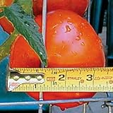 Tomato Seeds - Tomato Big Beef Hybrid