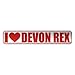 devon rex - 
