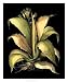 Dramatic Aloe II - Basilius Besler Art Print Poster 22 x 26