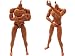 1/6 スケール アクションフィギュア ボディ 素体 男性_s-2