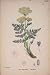 Bald-Money Plant Flower Colour Fine Art Antique Prin