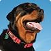 Ruffwear Hoopie Collar - Blue - Small