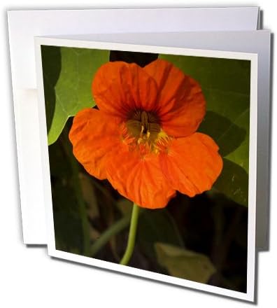 Danita Delimont - Flowers - Africa, Malawi, Zomba, Flower at Hotel Sunbird Ku Chawe-AF25 RSW0130 - Roy Schwarz - 6 Greeting Cards with envelopes (gc_72179_1)