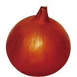 玉ねぎ苗 【予約】 【 中晩生 ネオアース 】 約100本 10月24日～10月28日出荷分