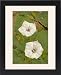 Framed Prints of CAN-2902 Jimson Weed Flowers - also called sacred datura from Ardea Wildlife Pets