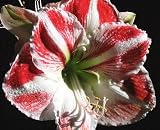 Amaryllis Queen of Hearts