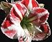 Amaryllis Queen of Hearts