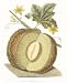 Melon, Art Poster by C Brookshaw
