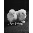 Baby Chicks Being Used For Experiments in Sex Hormones Photographic Poster Print by Hansel Mieth, 24x32