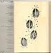 Hoof Print Rubber Stamp - Wood Mounted