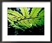 Backlit Leaves, Barro Colorado Island, Panama Framed Art Poster Print by Christian Ziegler, 22x18