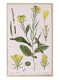 Wild Mustard Art Giclee Poster Print by French School, 18x24