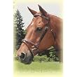 Kincade Lined Event Bridle