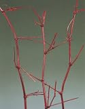 Green Earth Accents Mantis Bamboo Stems 3-4 Feet Tall by 1/4 Stem, Package of 3 - Red Brown
