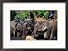 Handlers Sitting on Their Elephants, Chiang Mai, Thailand Garbage Can Framed Photographic Poster Print by John Hay, 21x17