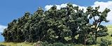 Classic Trees, Hedge Row 1-4" (1)