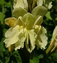 Golden Orchid Ginger 10 Seeds