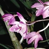 Mounted Dendrobium kingianum, small flowers huge fragrance