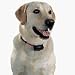Kitchen & Housewares : Radio #BC-102 Bark Control Collar
