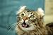 Wallmonkeys Peel and Stick Wall Decals - American Curl - Removable Graphic