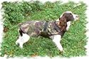 CAMOUFLAGE DOG COAT 8" length
