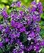 China Purple Clematis - Deep Purple Flowers