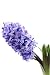 Purple Hyacinth Isolated on White - Seasonal Flower - 36