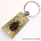 Real Insect Key Chain - Long Arm Stag Beetle